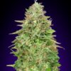 Critical Poison hurtigblomstrende cannabisfrø fra 00 Seeds