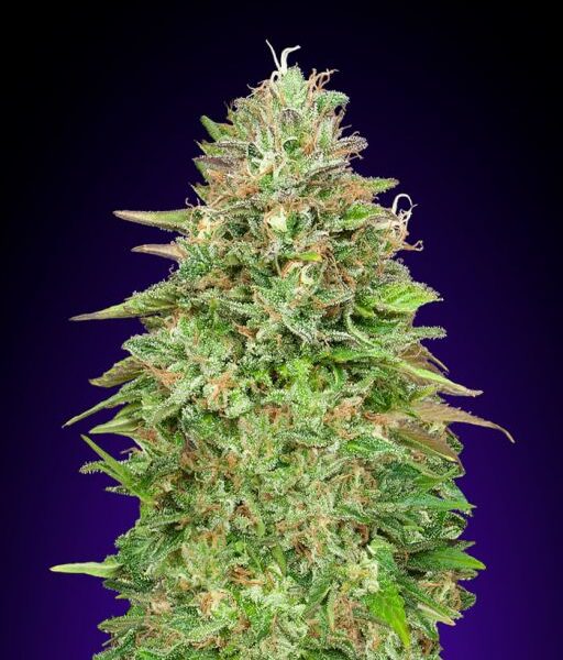 Critical Poison hurtigblomstrende cannabisfrø fra 00 Seeds
