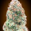 Chocolate Skunk XXL autoblomstrende cannabisfrø fra 00 Seeds