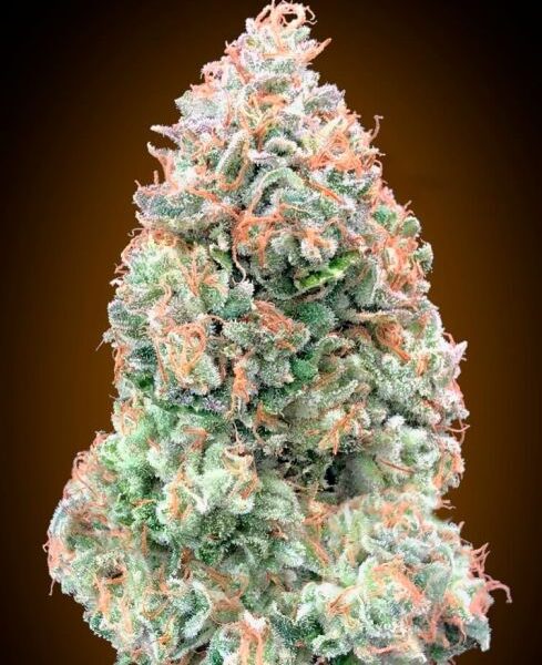 Chocolate Skunk XXL autoblomstrende cannabisfrø fra 00 Seeds