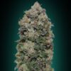 Northern Lights feminiserede skunkfrø fra 00 Seeds