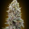 Cheese Berry autoblomstrende cannabisfrø med bær- og ostearoma
