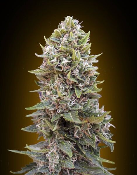 Cheese Berry autoblomstrende cannabisfrø med bær- og ostearoma