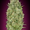Bubble Gum autoblomstrende cannabisfrø fra 00 Seeds med sød aroma