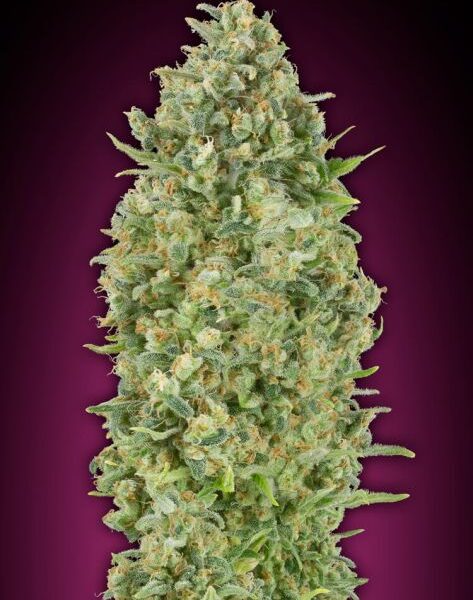 Bubble Gum autoblomstrende cannabisfrø fra 00 Seeds med sød aroma