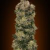 Sweet Critical autoblomstrende cannabisfrø fra 00 Seeds
