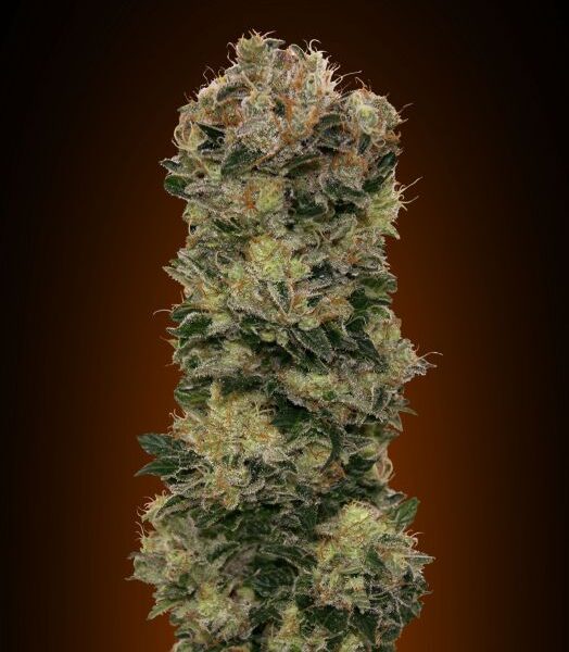 Sweet Critical autoblomstrende cannabisfrø fra 00 Seeds