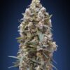 00 Kush feminiserede skunkfrø fra 00 Seeds