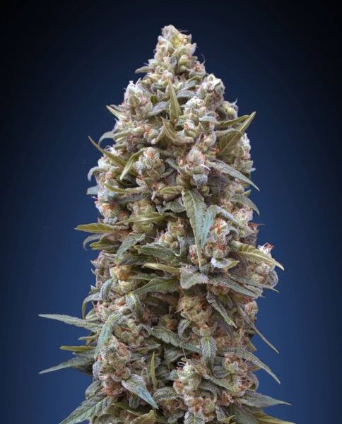 00 Kush feminiserede skunkfrø fra 00 Seeds