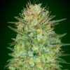 Sweet Critical autoblomstrende cannabisfrø fra 00 Seeds