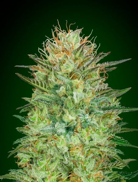 Sweet Critical autoblomstrende cannabisfrø fra 00 Seeds