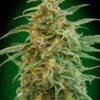 Gorilla autoblomstrende cannabisfrø fra 00 Seeds