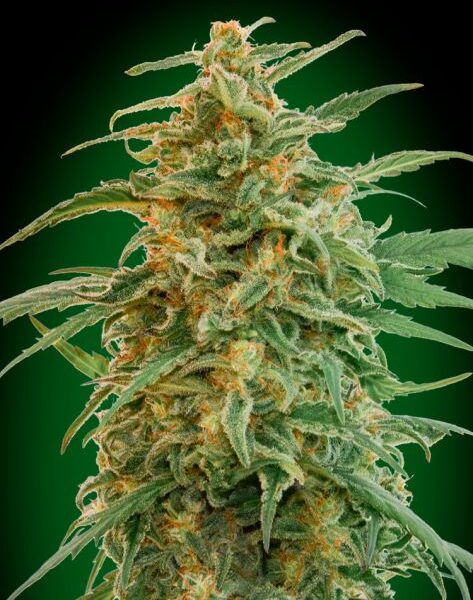 Gorilla autoblomstrende cannabisfrø fra 00 Seeds