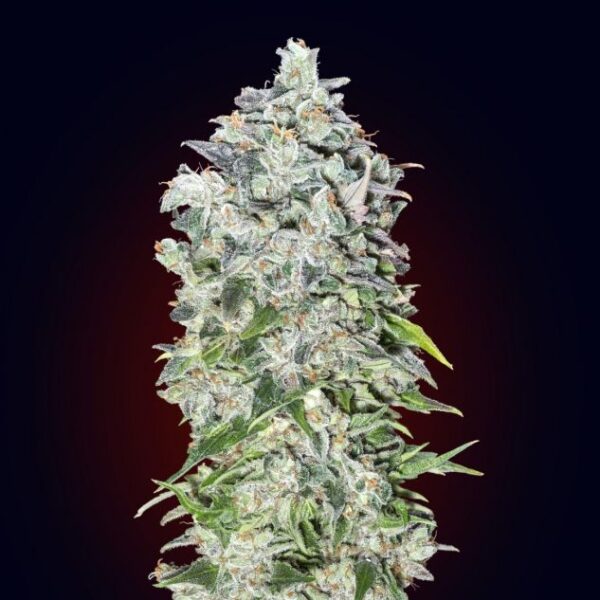 00 Cheese autoblomstrende skunkfrø med ostearoma