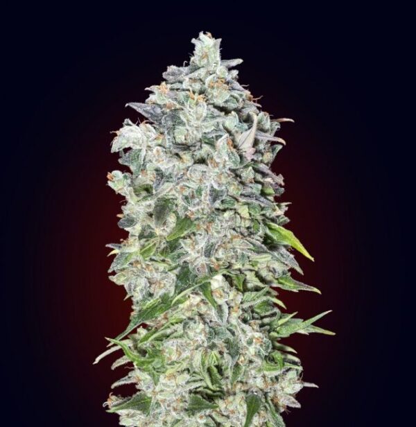 00 Cheese autoblomstrende skunkfrø med ostearoma