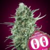 Bubble Gum XXL autoblomstrende cannabisfrø fra 00 Seeds