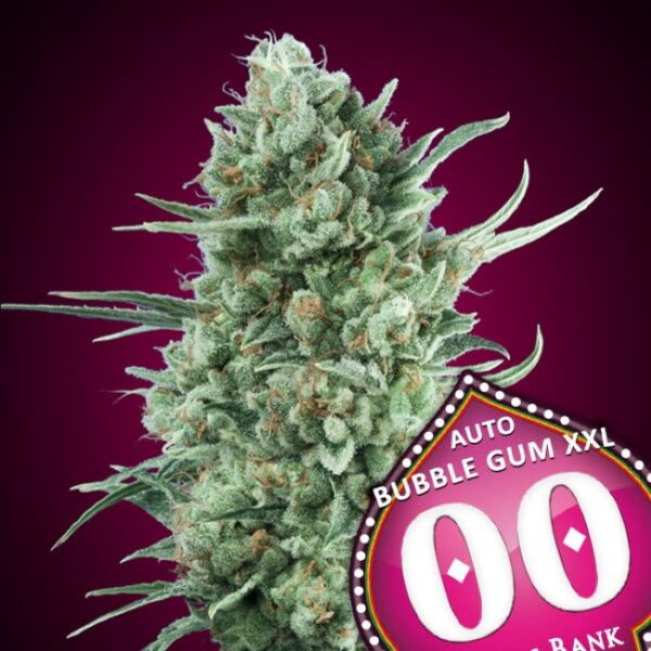 Bubble Gum XXL autoblomstrende cannabisfrø fra 00 Seeds