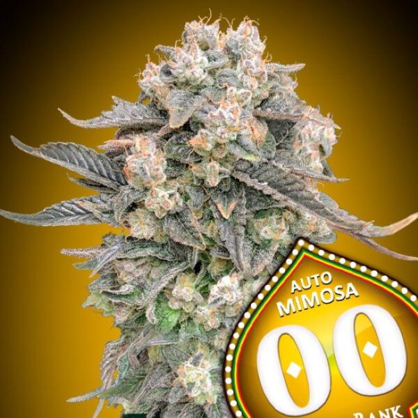 Mimosa autoblomstrende cannabisfrø fra 00 Seeds