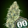 White Widow XXL autoblomstrende cannabisfrø fra 00 Seeds