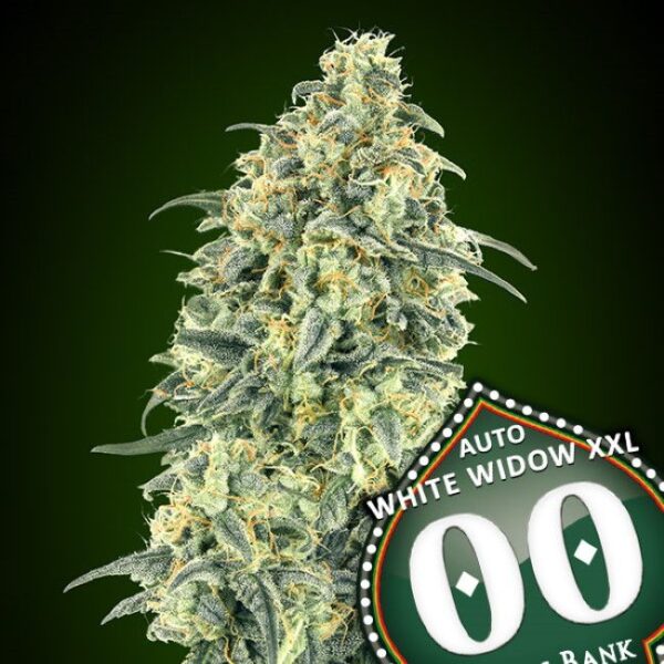 White Widow XXL autoblomstrende cannabisfrø fra 00 Seeds