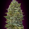 Caramel Kush feminiserede skunkfrø fra 00 Seeds med sød karamelsmag