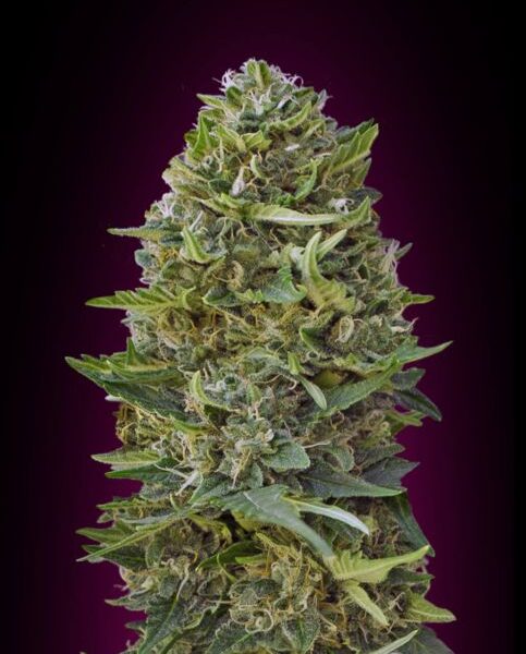 Caramel Kush feminiserede skunkfrø fra 00 Seeds med sød karamelsmag