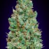 Blueberry autoblomstrende cannabisfrø fra 00 Seeds