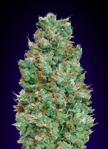 Blueberry autoblomstrende cannabisfrø fra 00 Seeds