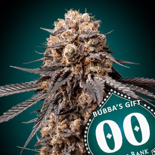 Bubbas Gift feminiserede skunkfrø fra 00 Seeds