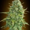 Do-Si-Dos Cookies autoblomstrende cannabisfrø fra 00 Seeds