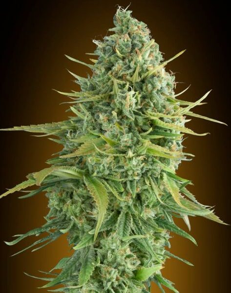 Do-Si-Dos Cookies autoblomstrende cannabisfrø fra 00 Seeds