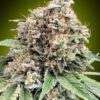 Sweet Critical 2.0 feminiserede cannabisfrø fra 00 Seeds