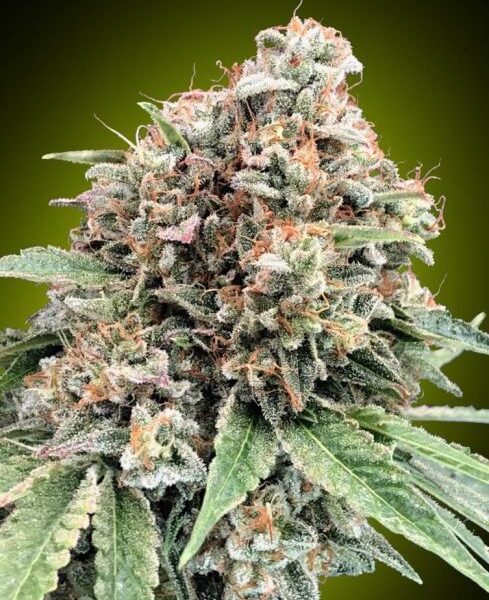 Sweet Critical 2.0 feminiserede cannabisfrø fra 00 Seeds