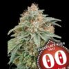 Chocolate Kush hurtigblomstrende cannabisfrø med chokoladearoma