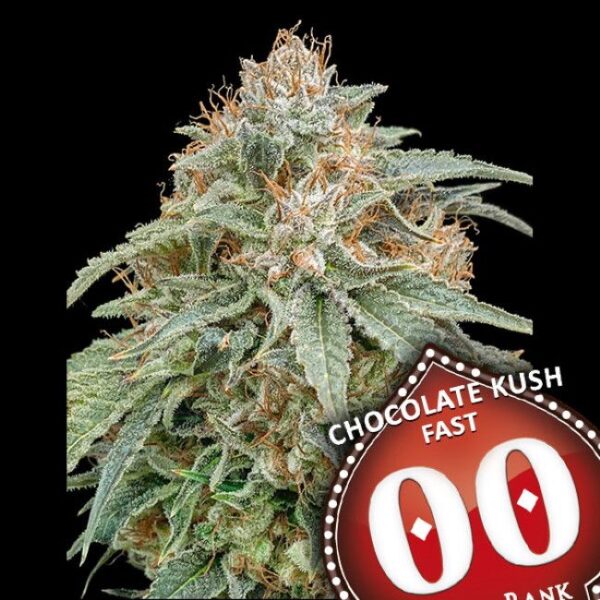 Chocolate Kush hurtigblomstrende cannabisfrø med chokoladearoma