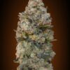 Chocolate Skunk feminiserede skunkfrø fra 00 Seeds med chokoladearoma