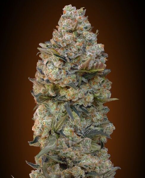 Chocolate Skunk feminiserede skunkfrø fra 00 Seeds med chokoladearoma