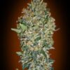 Cheese Berry feminiserede skunkfrø fra 00 Seeds med bær- og ostearoma