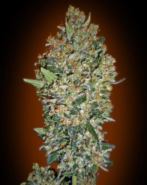 Cheese Berry feminiserede skunkfrø fra 00 Seeds med bær- og ostearoma