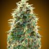 00 Cheese feminiserede skunkfrø fra 00 Seeds