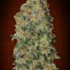 Chocolate Skunk autoblomstrende cannabisfrø fra 00 Seeds med sød aroma