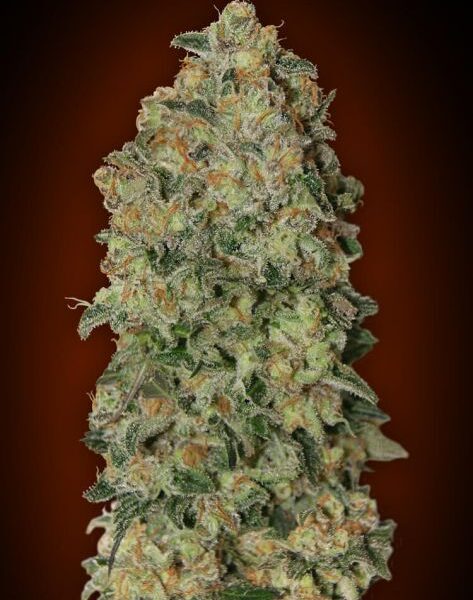 Chocolate Skunk autoblomstrende cannabisfrø fra 00 Seeds med sød aroma