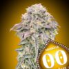 Mimosa feminiserede skunkfrø fra 00 Seeds