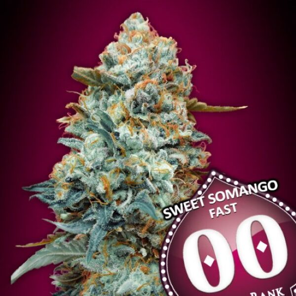 Sweet Somango hurtigblomstrende skunkfrø fra 00 Seeds
