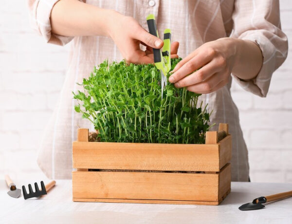 Herbgarden | Trimmersaks - Image 5