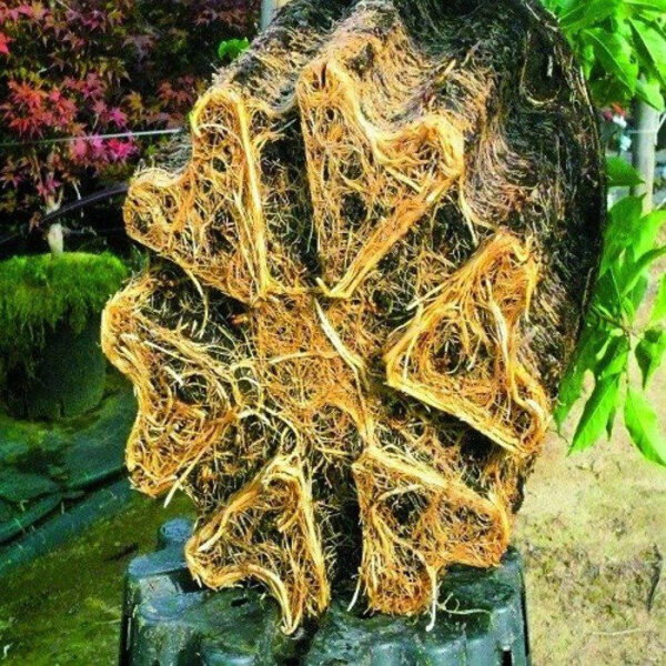 Hercules | "super roots" rund plantepotte 12L - Image 2