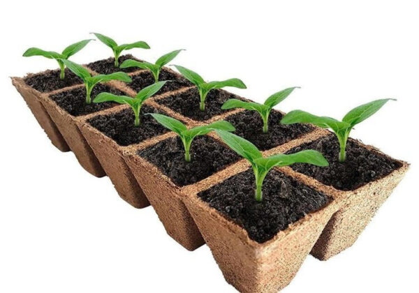 Jiffy | Tørvepotter til kimplanter - 6x6x6cm 1 stk bakke (12 potter) - Image 2