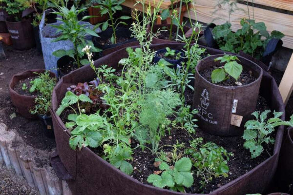 Growbag | Stofpotte "root pouch" - 40x30cm 39L - Image 10