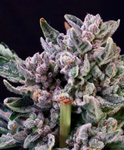 Gelato 41 - Feminiserede skunkfrø | Atlas seed