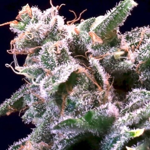 Banana Cream Sundae - Feminiserede skunkfrø | Atlas seed
